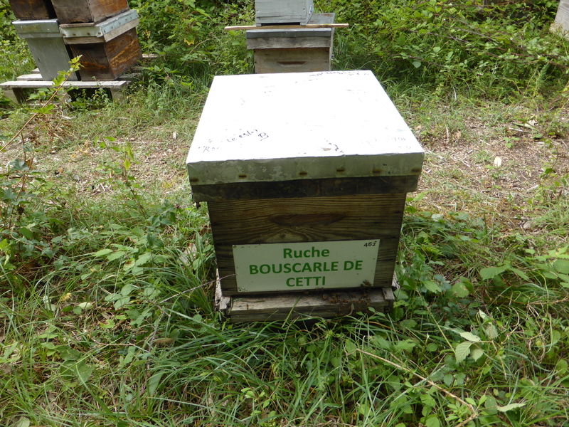 La ruche Bouscarle de cetti