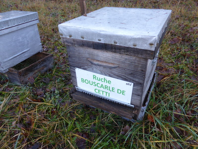 La ruche