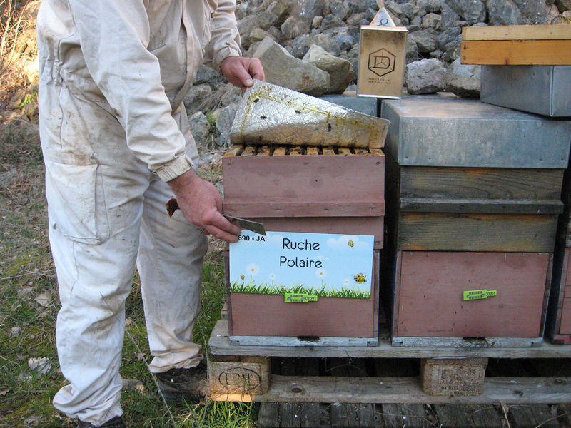 La ruche Polaire