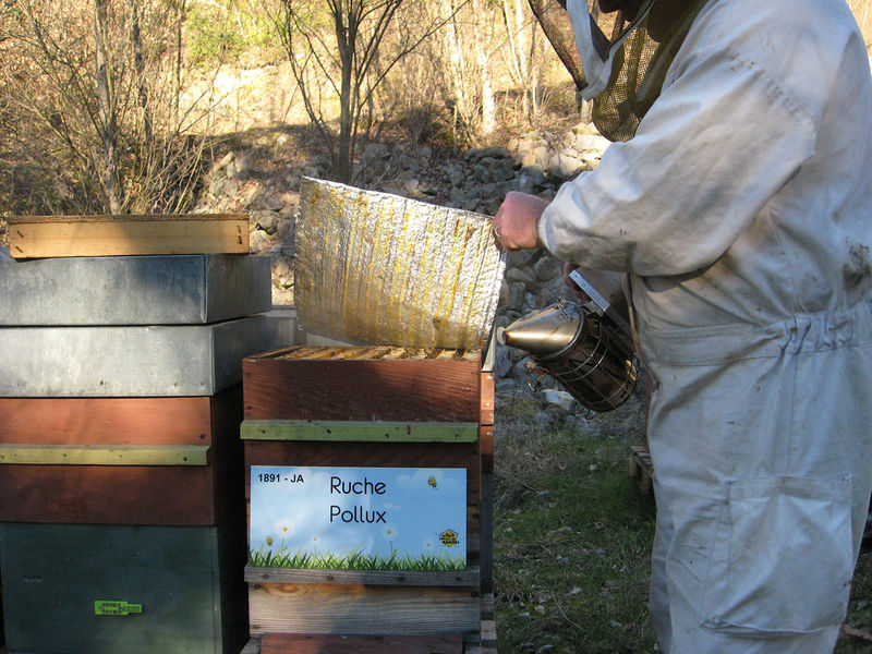 La ruche Pollux