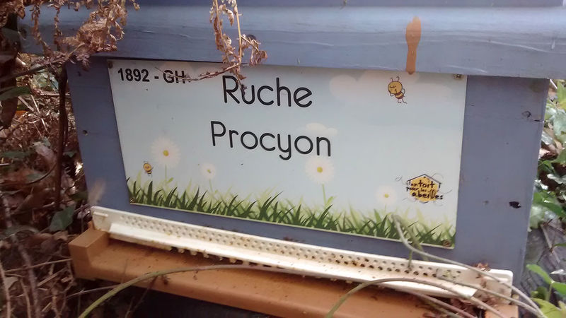 La ruche Procyon