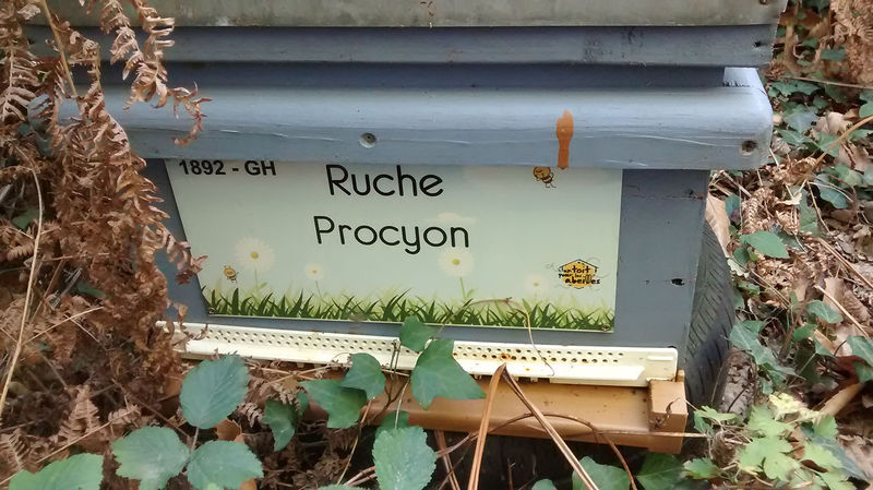 La ruche 