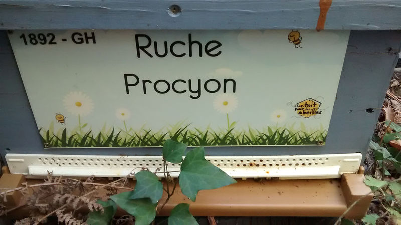 La ruche Procyon