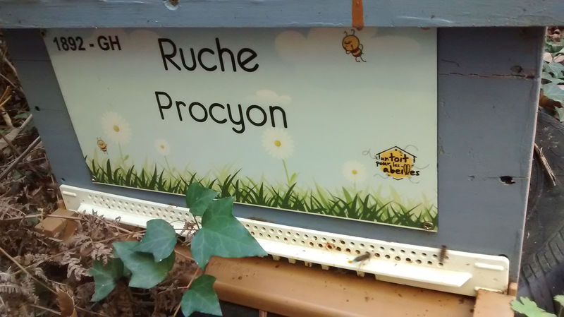 La ruche Procyon