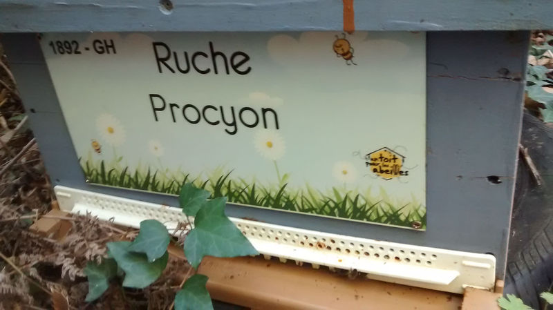 La ruche Procyon