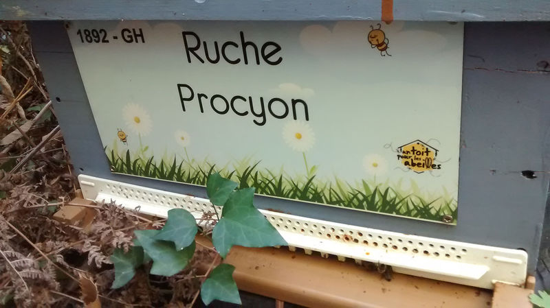 La ruche Procyon