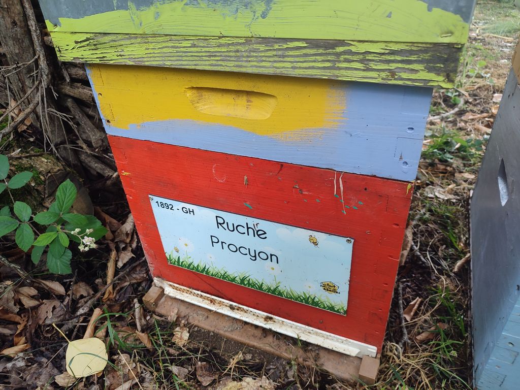La ruche Procyon