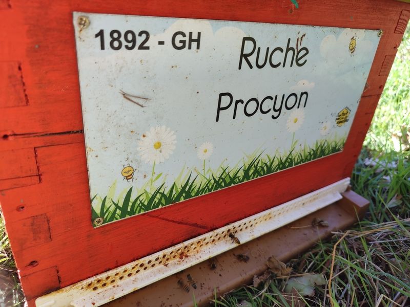 La ruche Procyon