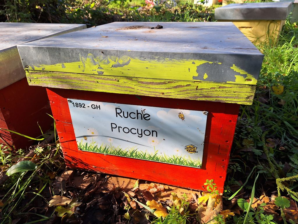 La ruche Procyon