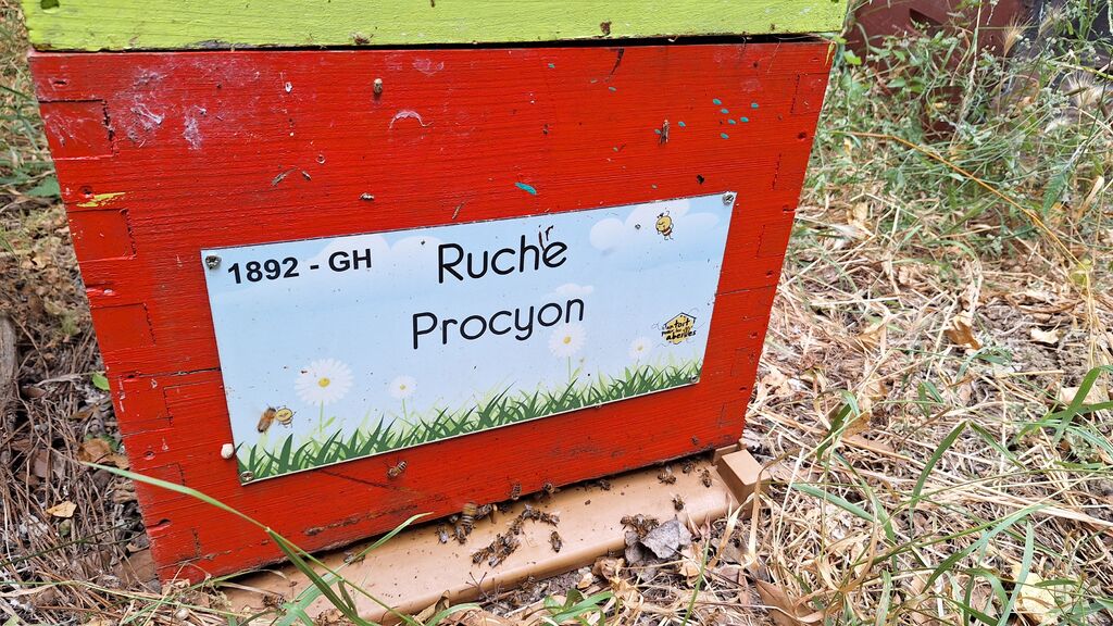 La ruche Procyon