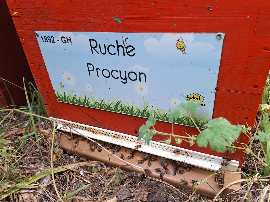 La ruche Procyon