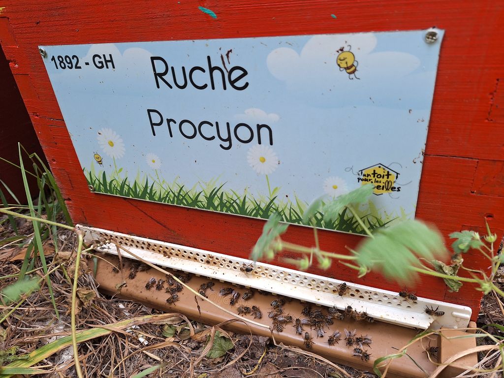 La ruche Procyon
