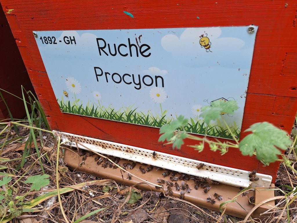 La ruche Procyon