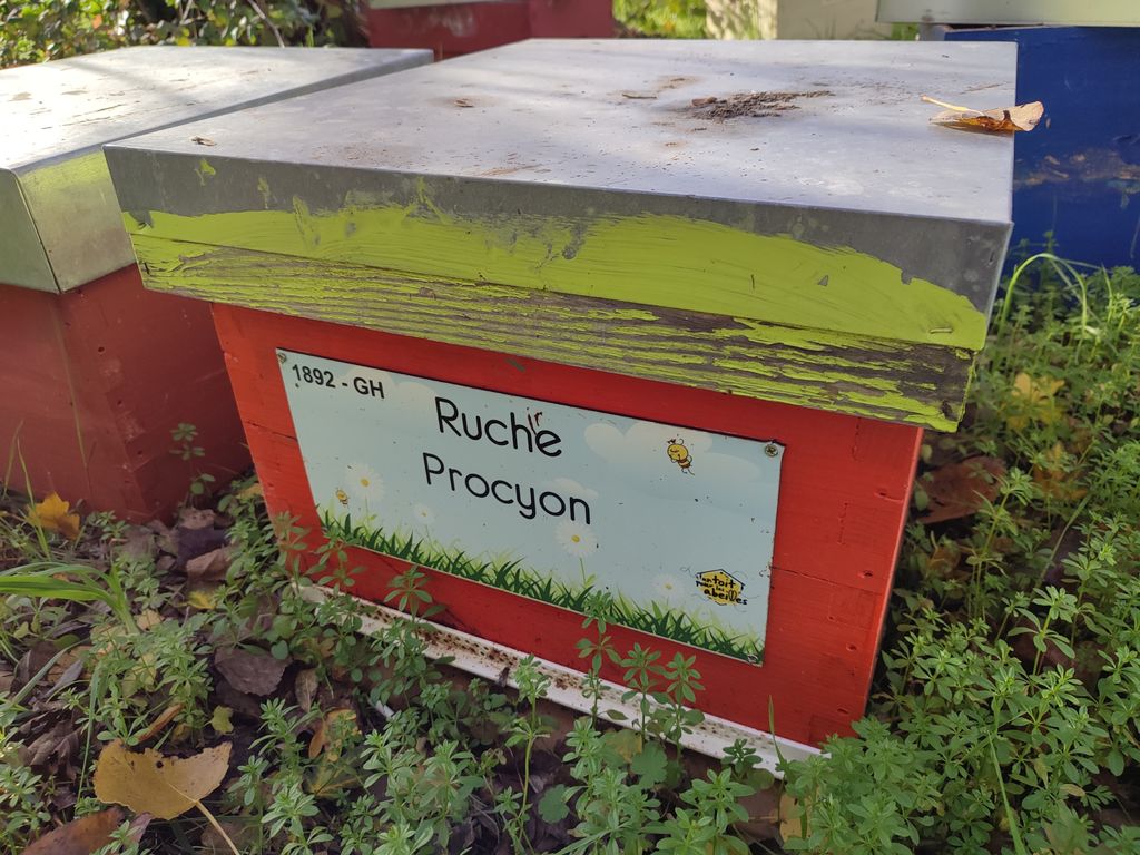 La ruche Procyon