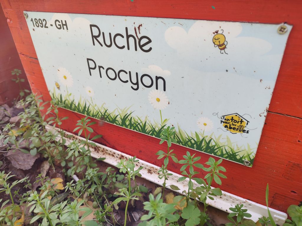 La ruche Procyon