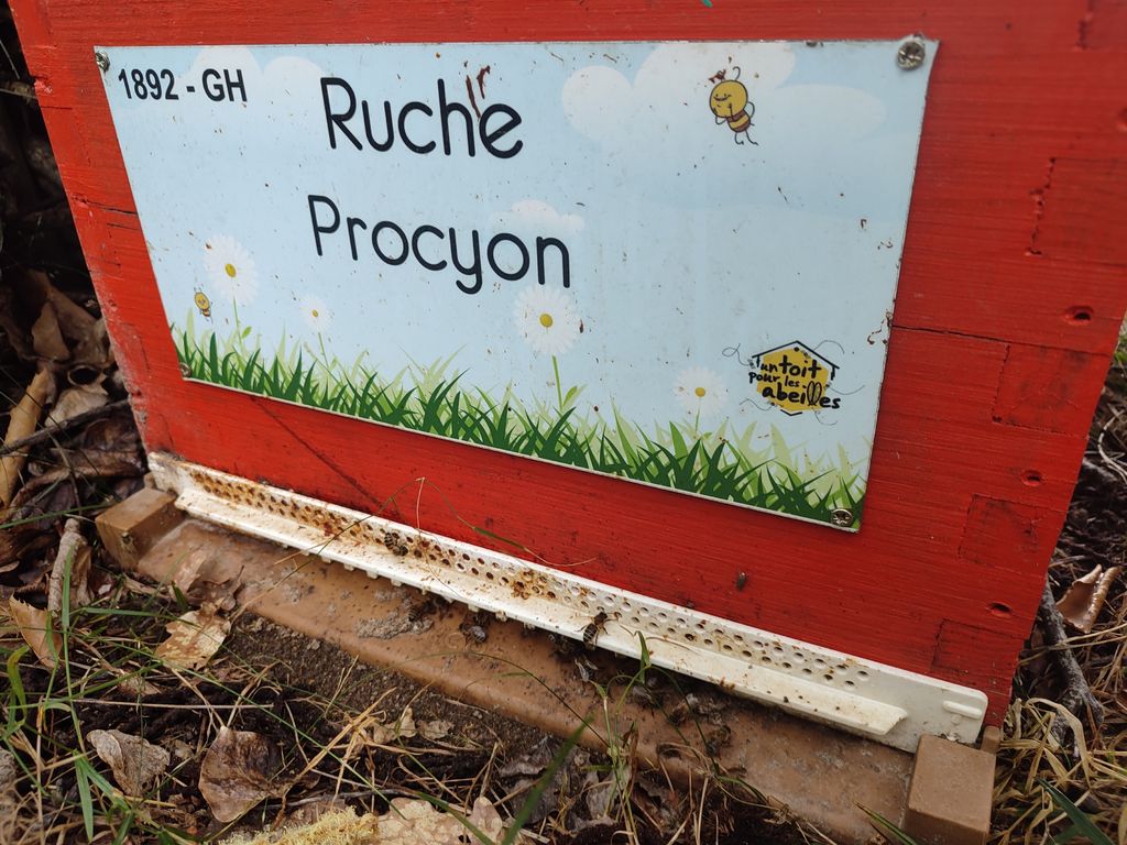La ruche Procyon
