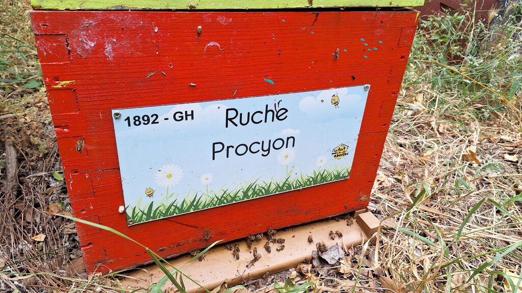 La ruche Procyon