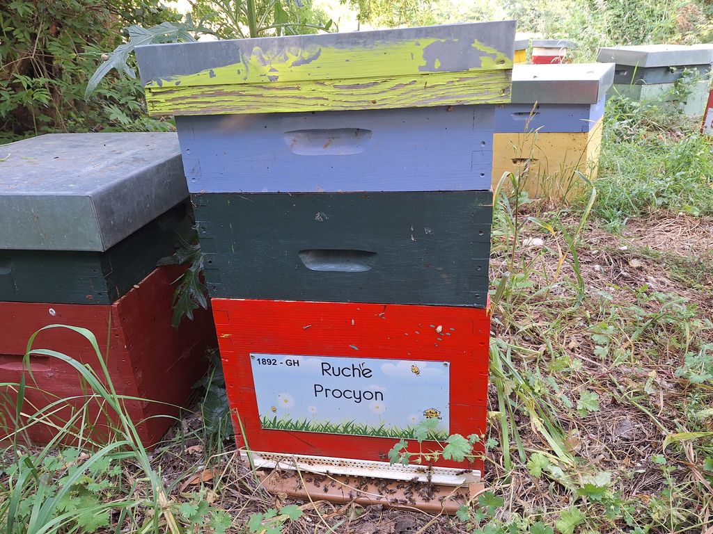 La ruche Procyon