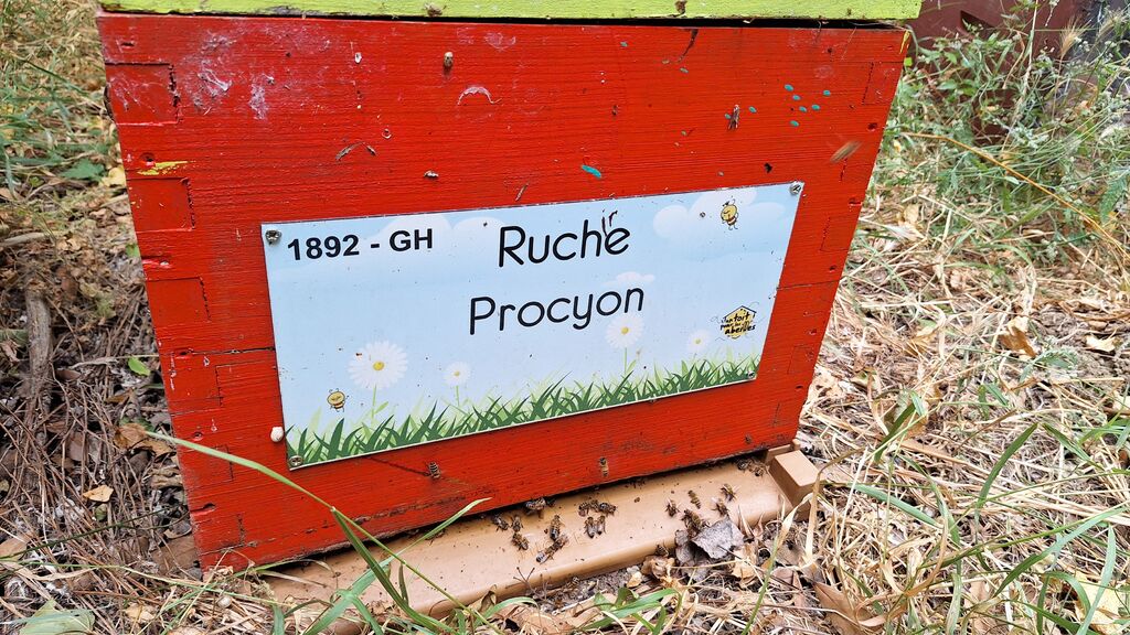 La ruche Procyon