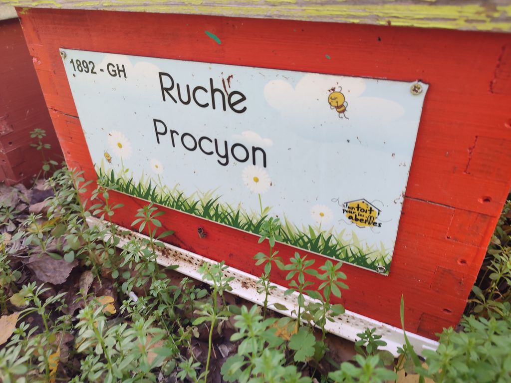 La ruche Procyon