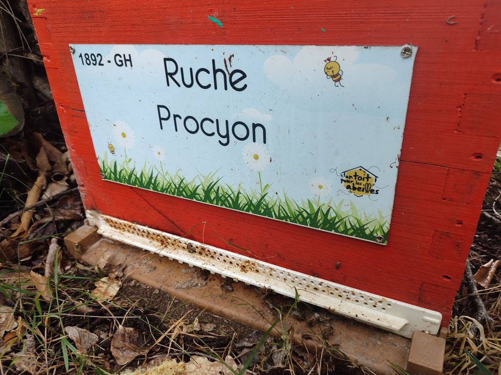 La ruche Procyon