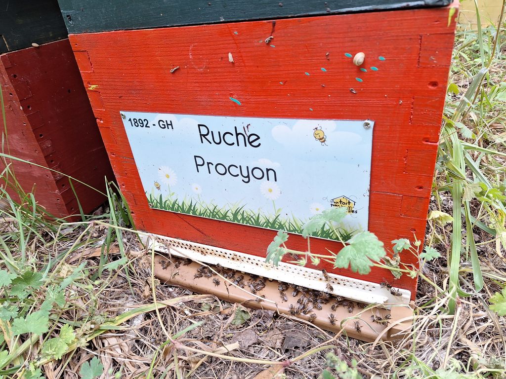 La ruche Procyon