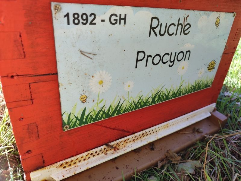 La ruche Procyon