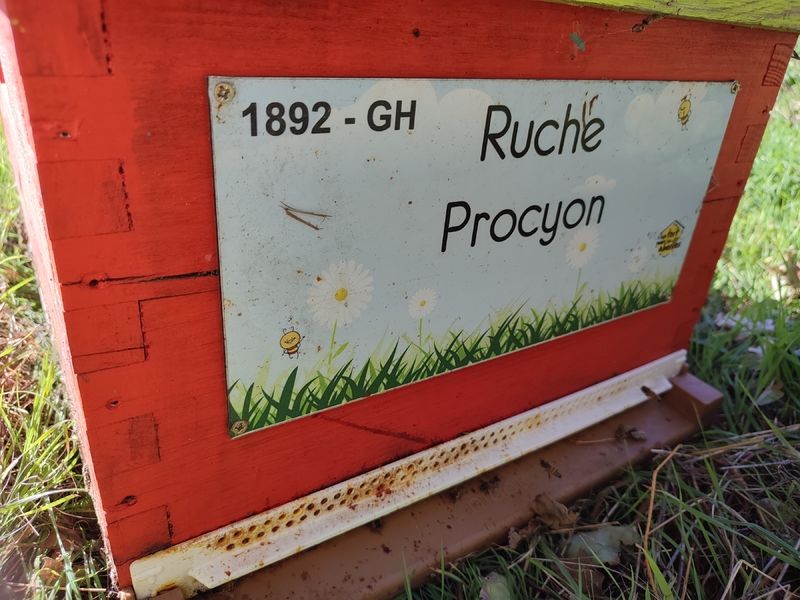 La ruche Procyon