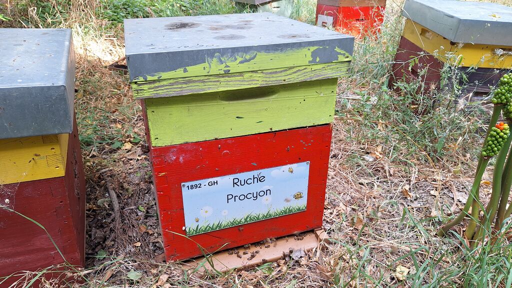La ruche Procyon