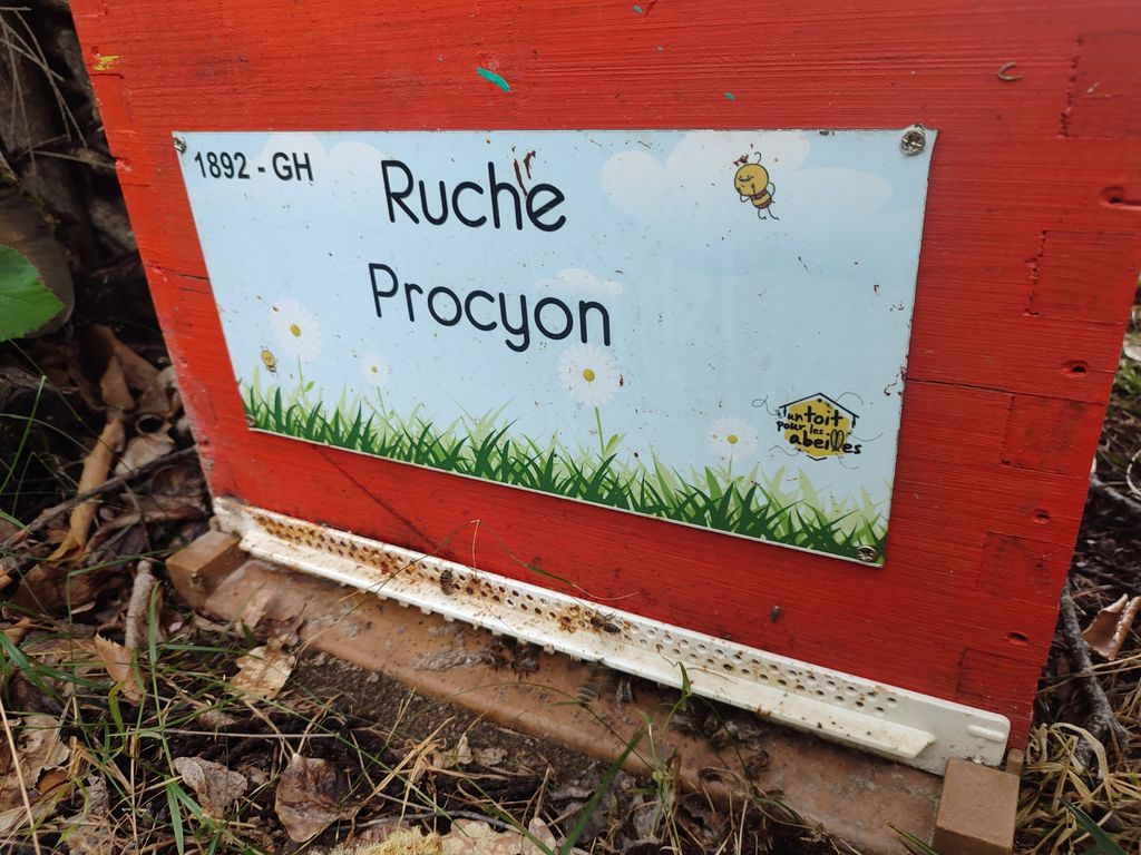 La ruche Procyon
