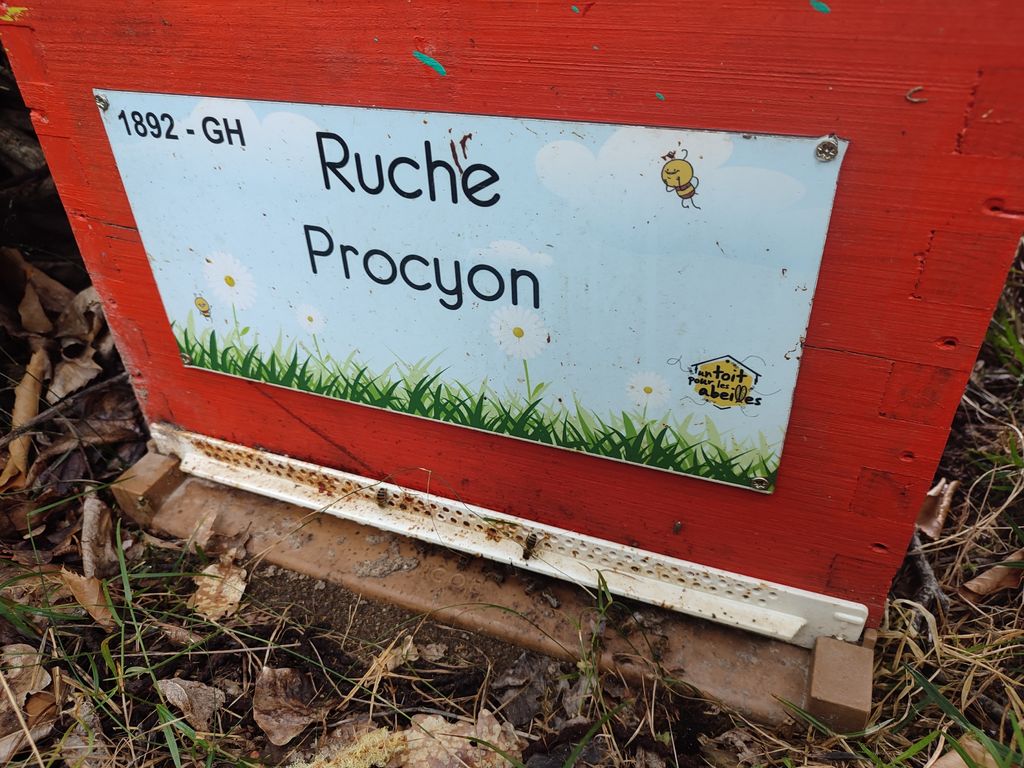 La ruche Procyon
