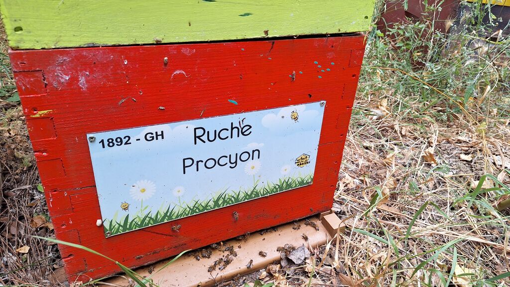 La ruche Procyon