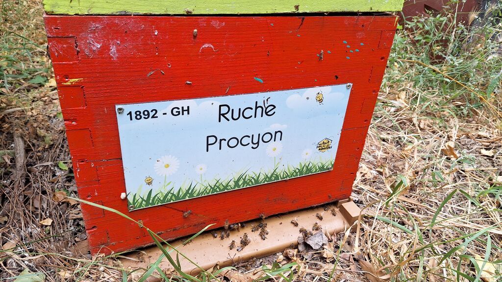 La ruche Procyon