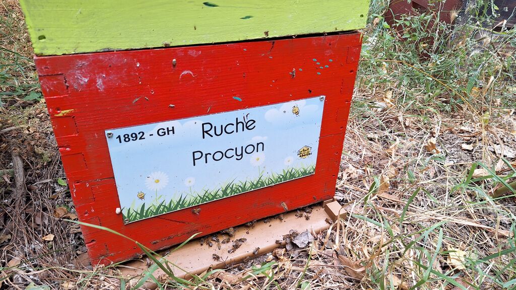La ruche Procyon