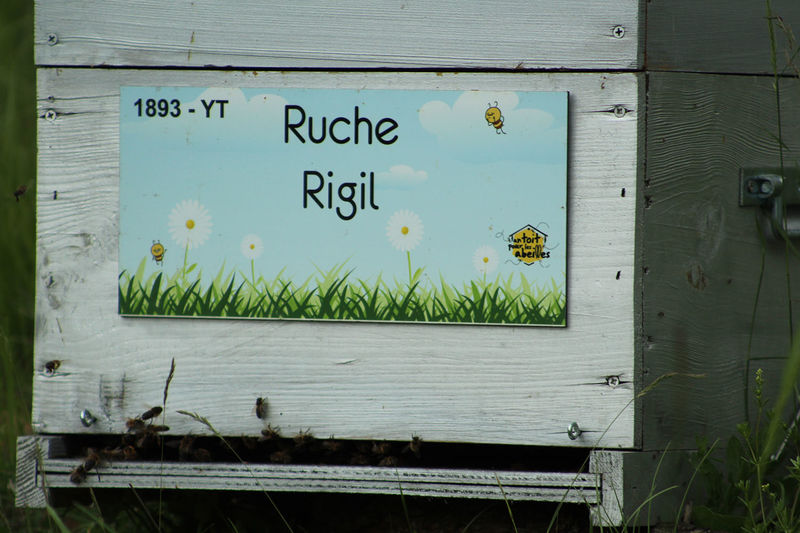 La ruche Rigil