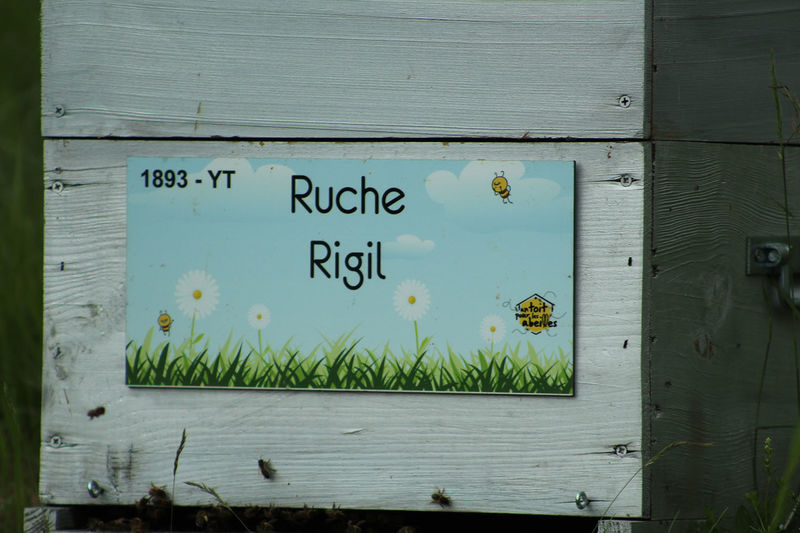 La ruche Rigil