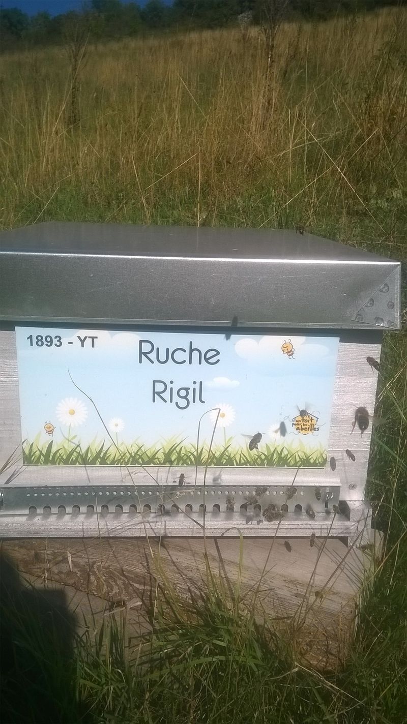 La ruche Rigil