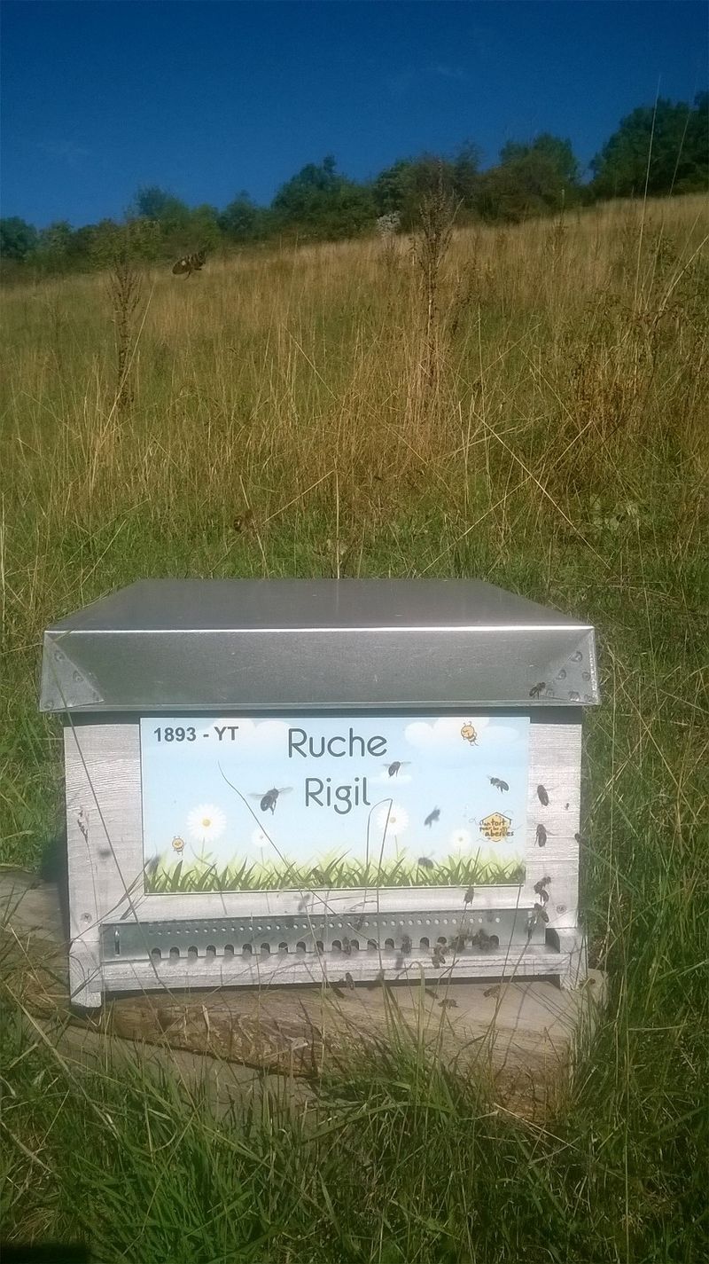 La ruche Rigil