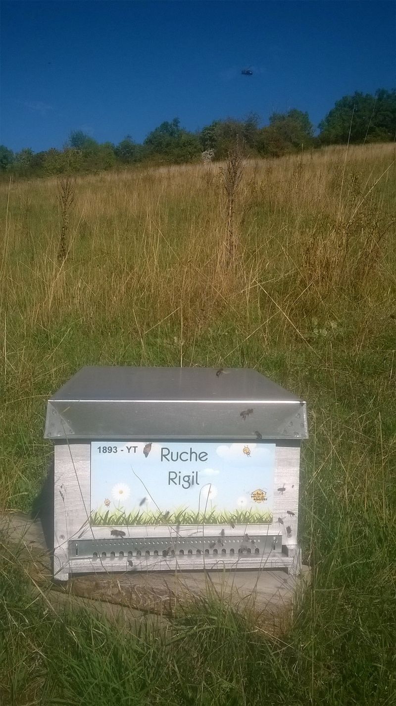 La ruche Rigil