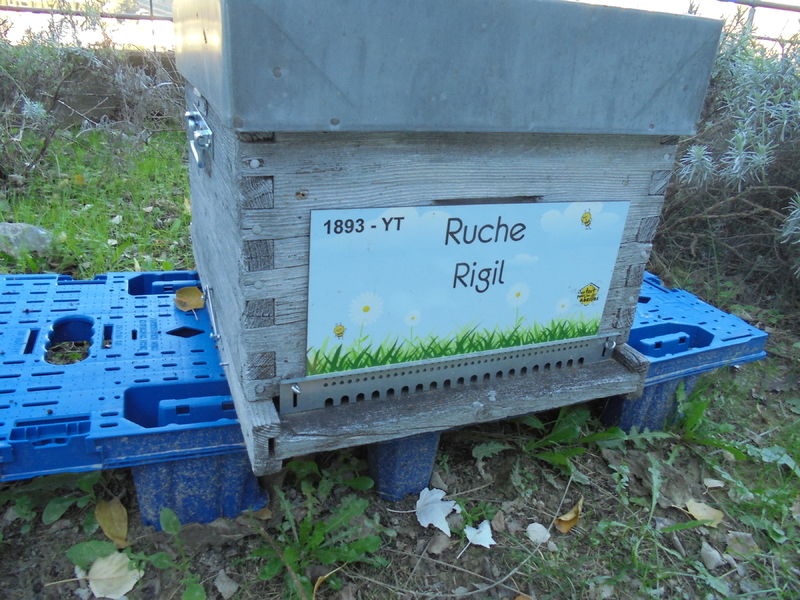 La ruche Rigil
