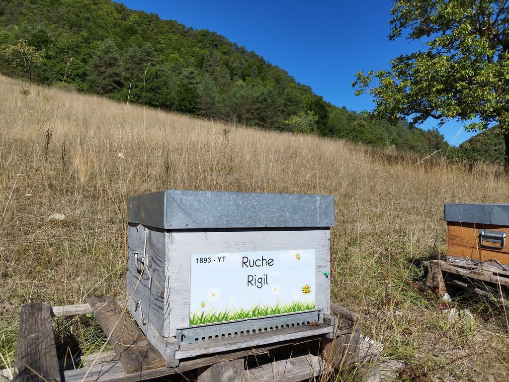 La ruche Rigil