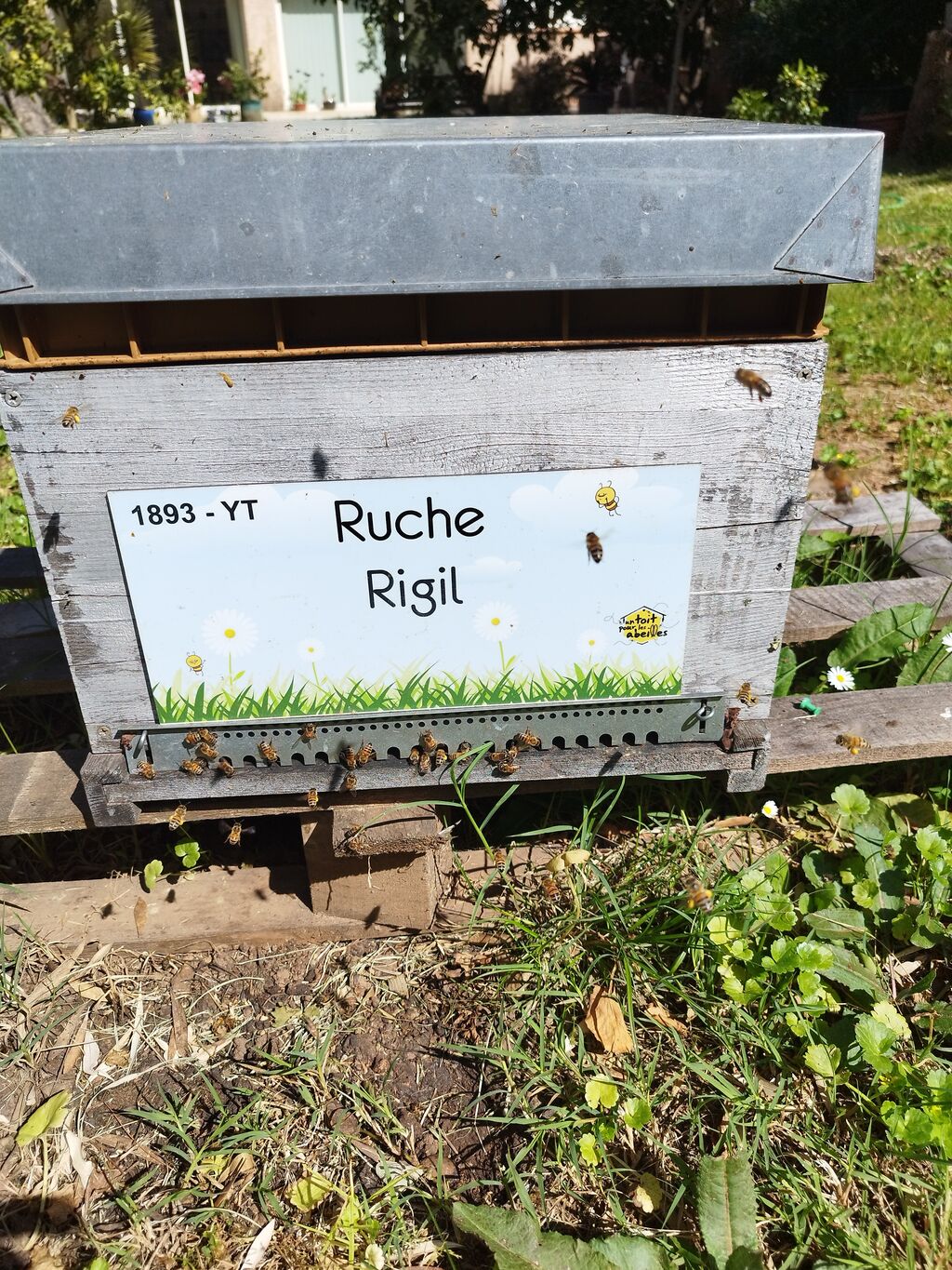 La ruche Rigil