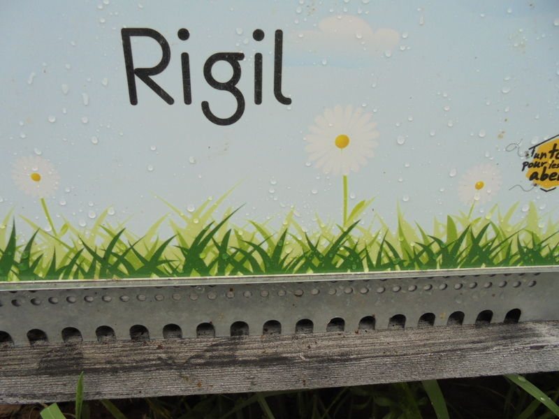 La ruche Rigil