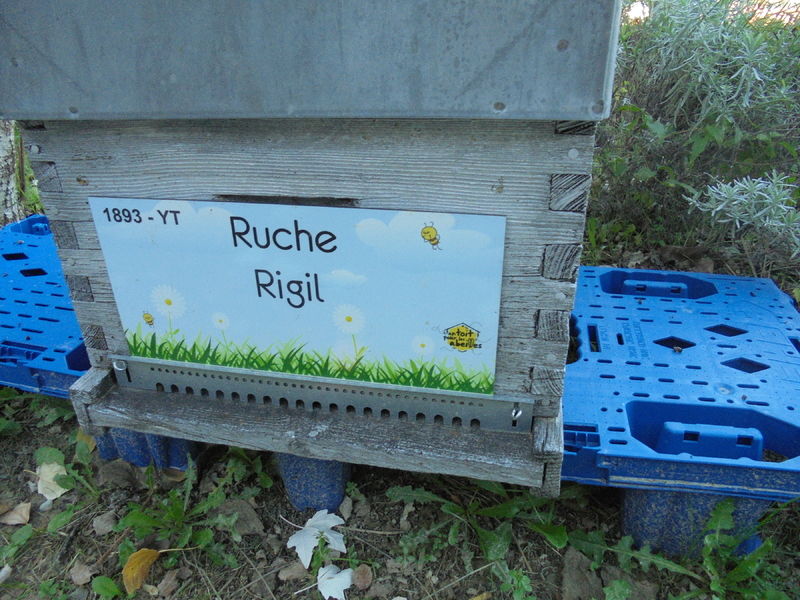 La ruche Rigil