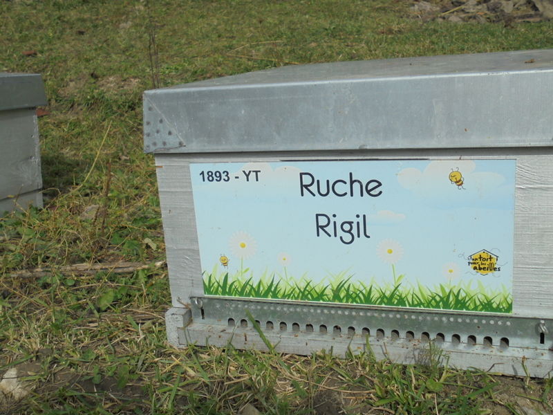 La ruche Rigil