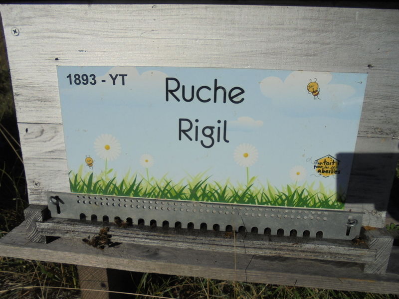 La ruche Rigil