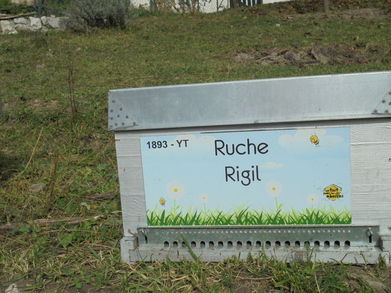 La ruche Rigil