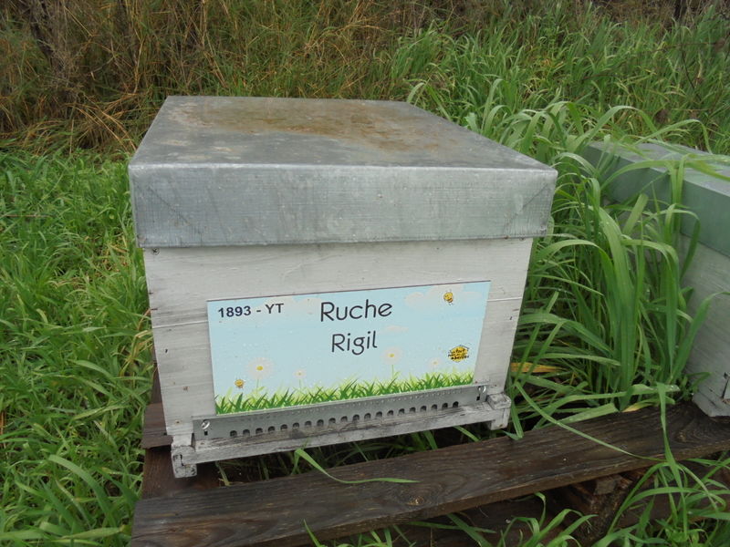 La ruche Rigil