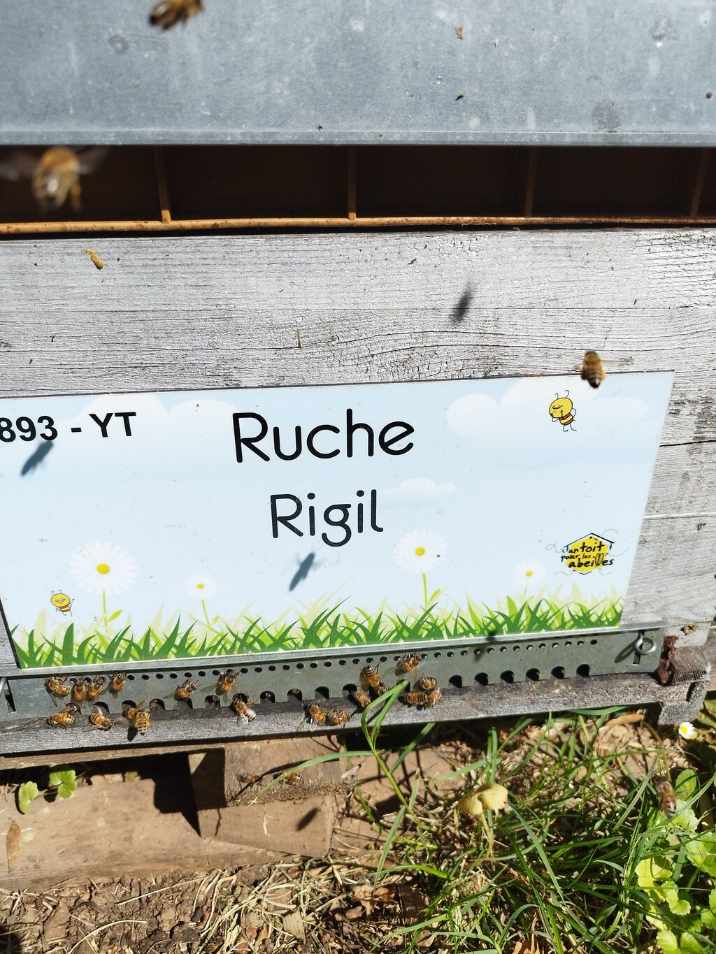 La ruche Rigil