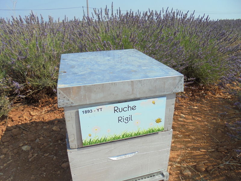 La ruche Rigil